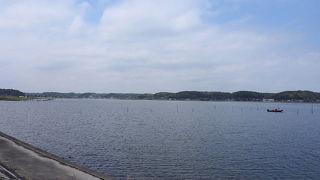 シマアジを見てきました。