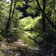 Muir Woods