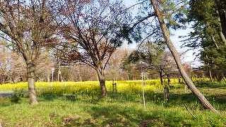 長い時間　桜と菜の花が楽しめます