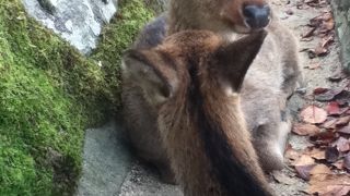 鳥居はもちろんだけどシカもイイ！