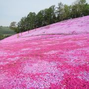 オホーツク三大芝桜