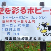 「天空を彩るポピーまつり」は、５月中旬から６月上旬までこちらで開催されます