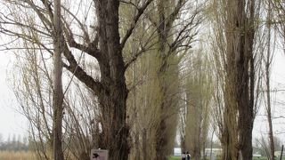 北大シンボルのひとつ