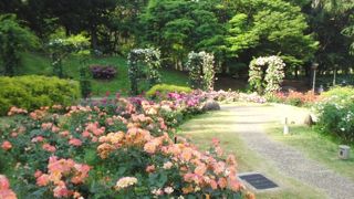 薔薇の香り、かぐわしく