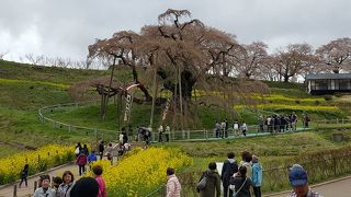 三春の滝桜花は散っても圧倒的な存在感