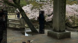 可愛いどころか凶暴な鹿、子供は要注意です。