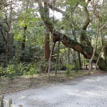 存在感のある木