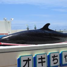 沖ごんどうのゴンちゃん By Yoshi 沖縄美ら海水族館のクチコミ フォートラベル 沖ごんどうのゴンちゃん By Yoshi 沖縄美ら海水族館のクチコミ フォートラベル