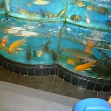 錦鯉が・・・鮮魚売り場に？？？