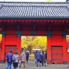 赤門　イチョウの黄葉