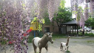 5月下旬、藤棚が紫に染まる