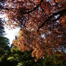 日本から送られた紅葉。赤いのは人気があるそうです