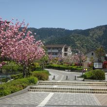 穏やかな普通の住宅街の道いいですね