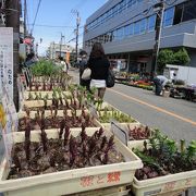 中仙道蕨宿苗木市 わらび藤まつり