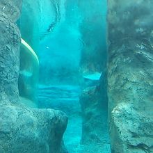 水槽の中の様子