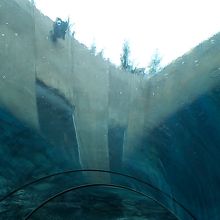 水槽の中の様子２