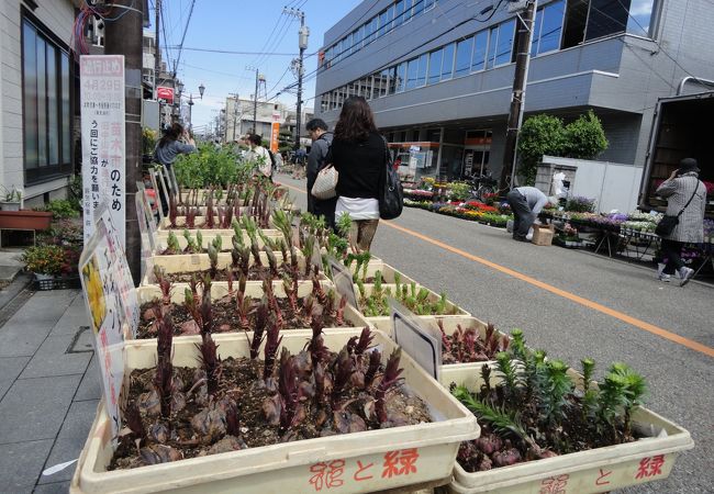 中仙道蕨宿苗木市 わらび藤まつり