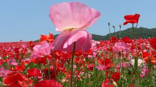 天空を彩るポピー畑　秩父