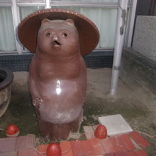 タヌキさんの様子