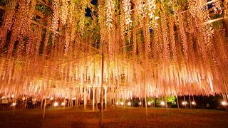 日によって入場料が違う