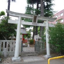 松尾神社杉の木