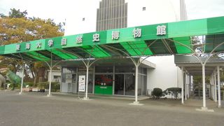 古代の生き物がわかりやすく展示