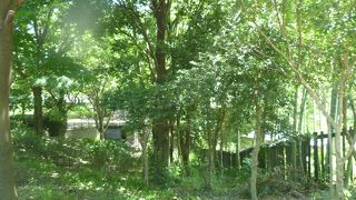 緑の多い公園です