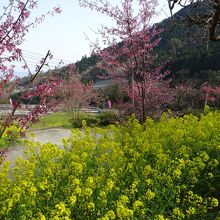 どこを見渡しても　この景色。