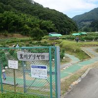 黒川ダリヤ園