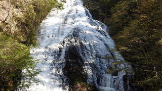 キビタキを見てきました。