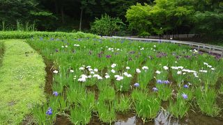 花を見ながら木道を歩く。