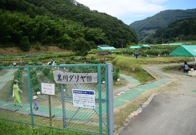 黒川ダリヤ園 クチコミ アクセス 営業時間 川西 猪名川 フォートラベル