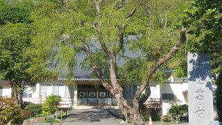 クロユリがたくさん咲いていました