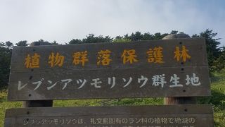 初めてみました