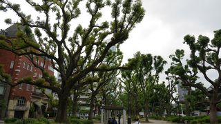 新緑が力強い！