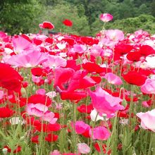 5月はポピーがいっぱい
