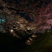 桜の時期に