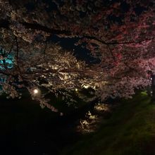 夜桜が美しい