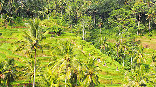 ウブド観光でマストの絶景地！