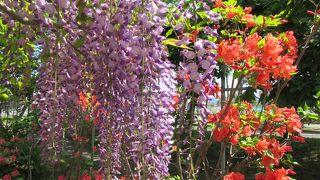 パープルは藤のパープル