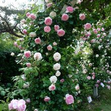 春のローズフェスティバル