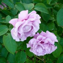 春のローズフェスティバル