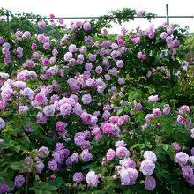 春のローズフェスティバル