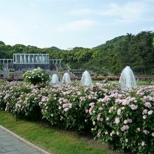 春のローズフェスティバル　噴水もきれい