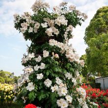 春のローズフェスティバル