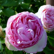 春のローズフェスティバル