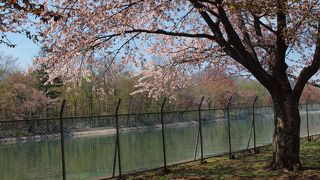 桜のきれいなところとして知られます♪