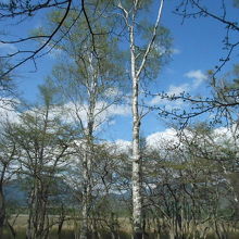 戦場ヶ原の風景です。
