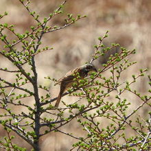 ホオアカもいました。