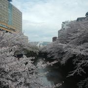 桜を見ながら歩く